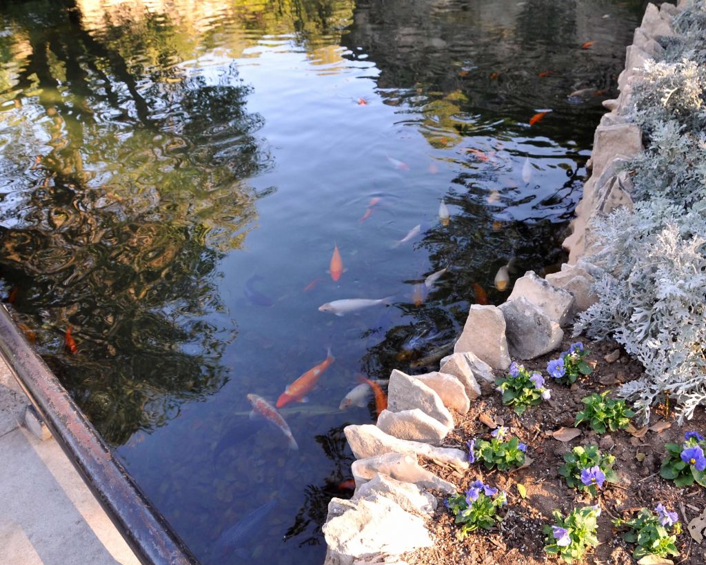 Pond with koi fish, Japanese Garden, San Antonio, Texas
