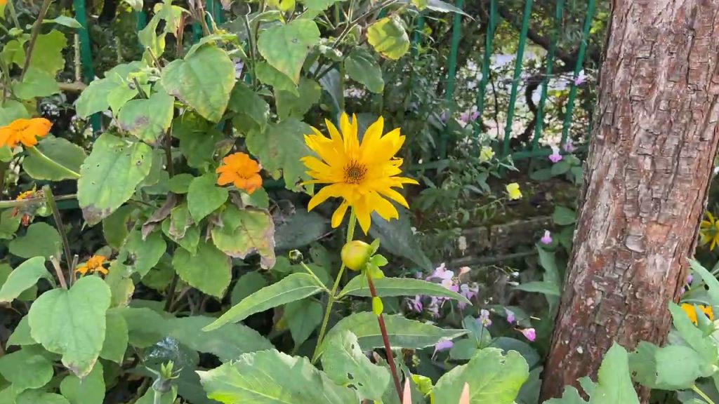 yellow flowers in Claude Monet's garden