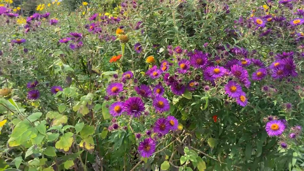 purple flowers in Claude Monet's garden