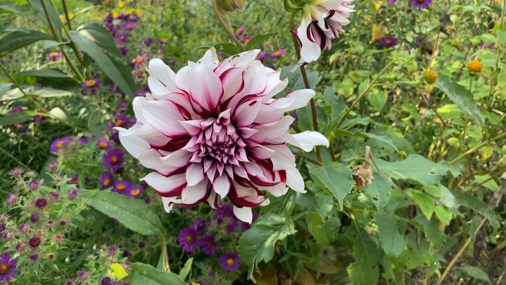 white, pink, and deep red flower in Claude Monet's garden