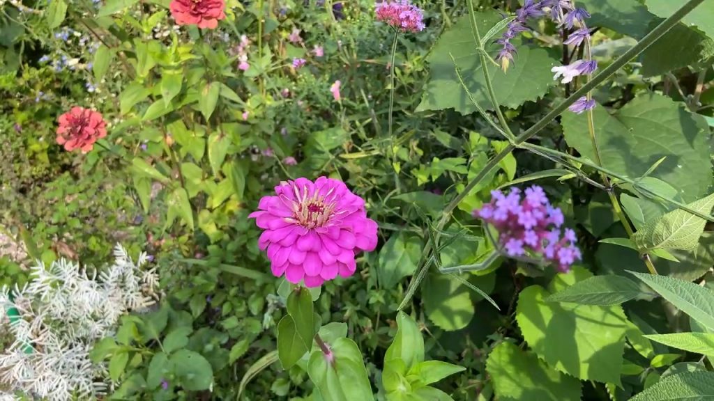 mixed colored flowers in Claude Monet's garden