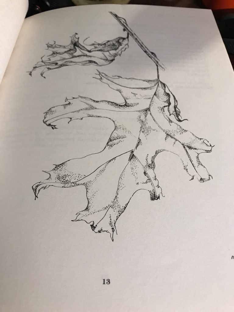 Fall Leaves, pen and ink drawing, 1973, Queens College, Charlotte, NC