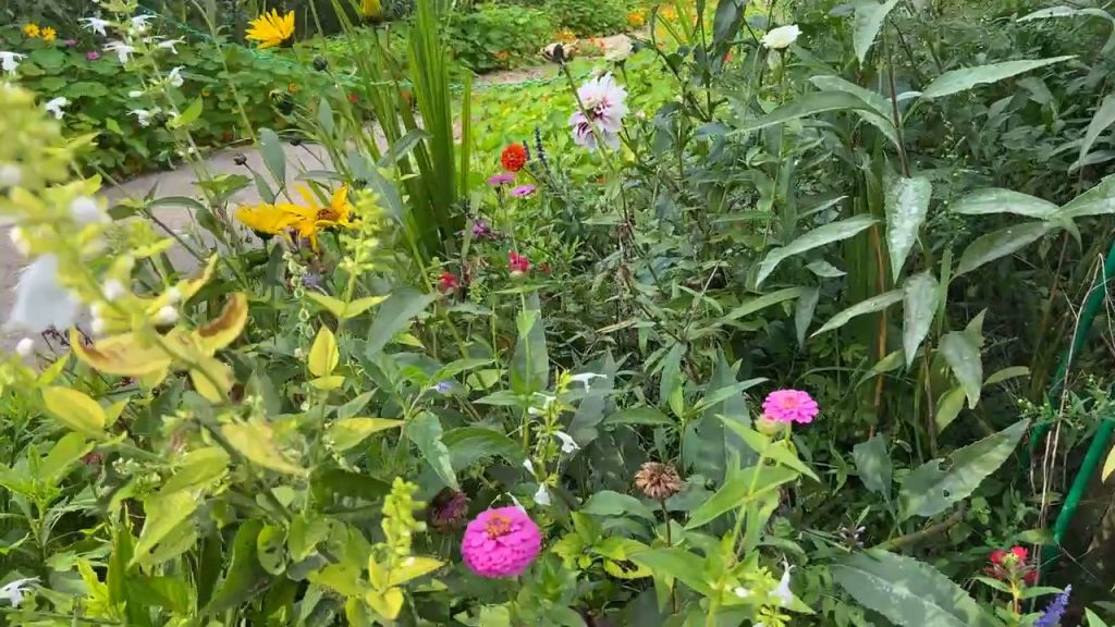 pink flowers in Claude Monet's garden