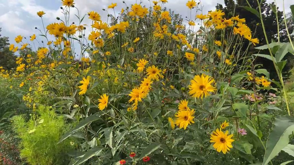 yellow flowers in Claude Monet's garden