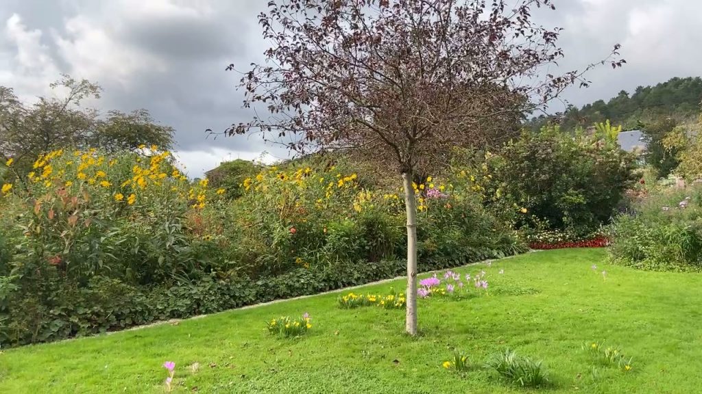tree and flowers in Claude Monet's garden